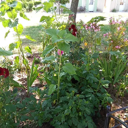 Maison Coquette Camarguaise *