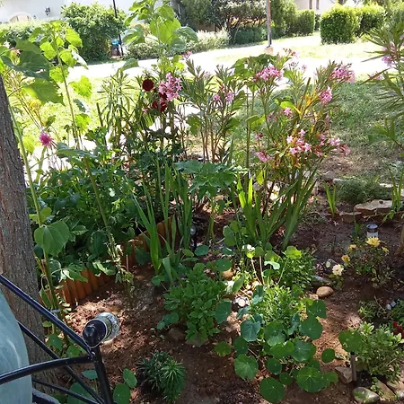 Maison Coquette Camarguaise *