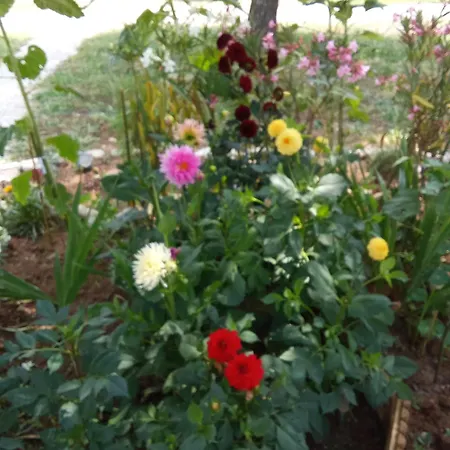 Maison Coquette Camarguaise