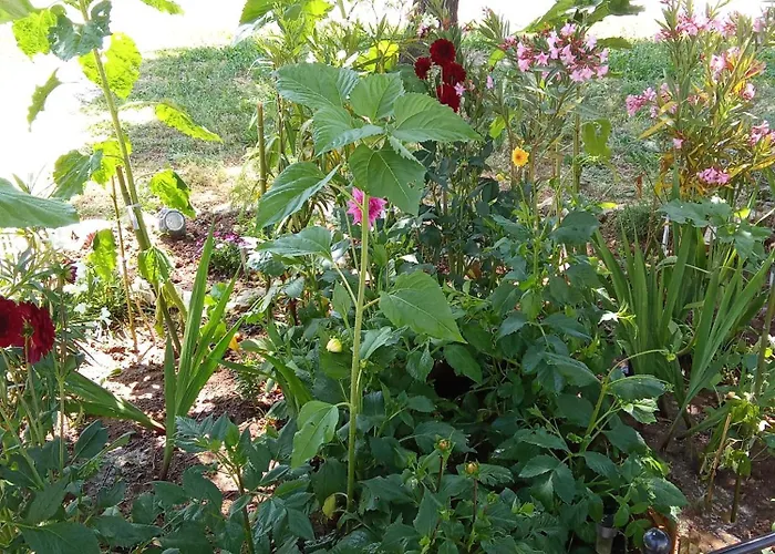 Maison Coquette Camarguaise *